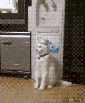 cat-stand.gif