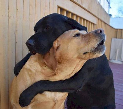 dog hug feels.jpg