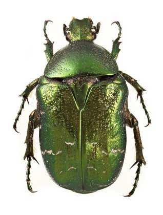 800px-Cetonia_aurata_12.jpg