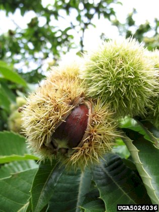 castanea-sativa-fr-pamorati-b.jpg