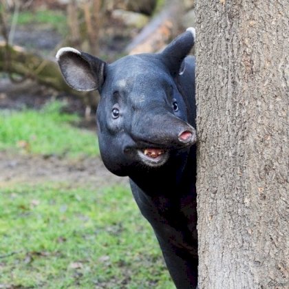 tapir.jpg
