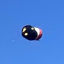 IMG_3513.jpeg