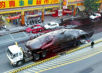 040129_exploding_whale_bcol_8a.jpg