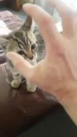 aDYNRw9_460svvp9.webm