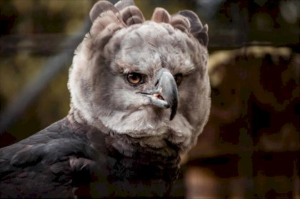 harpy_eagle.jpg