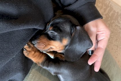 Paco-miniature-dachshund-puppy[1].jpg
