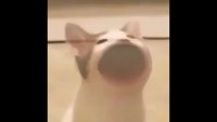 plop.mp4