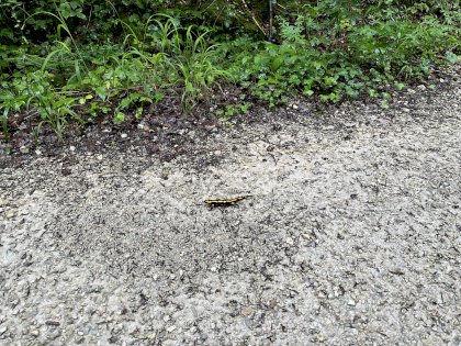 IMG_0831.jpeg