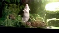bossturtle.webm