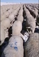 lampaat2.mp4