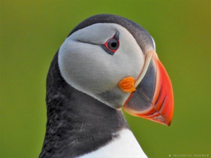 puffin.jpg