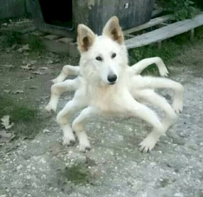spiderdog.jpg