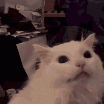 IMG_0080.gif