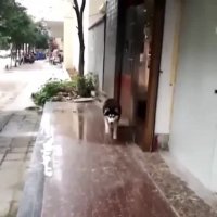16035675323580.webm