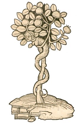 I,_43_Arbor_vel_lignum_vite_paradisi.jpg