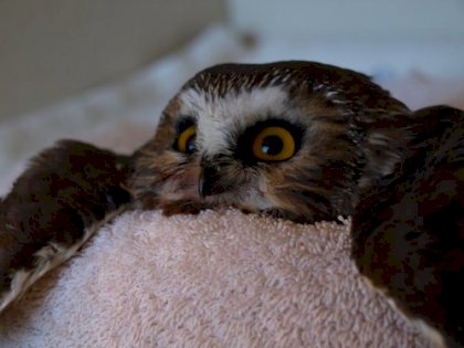 owl.jpg