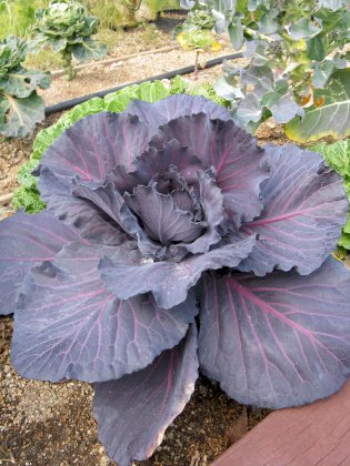 1200px-Brassica_oleracea_var_capitata_Rubyball.jpg