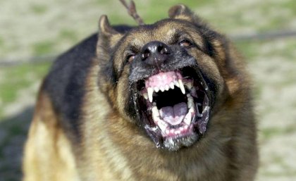 _99313663_attackdog.jpg