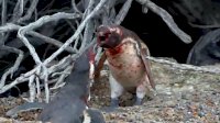 pingu4.jpg