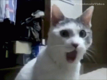 cat-funny.gif