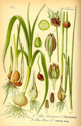 Illustration_Allium_scorodoprasum_and_Allium_porrum0.jpg