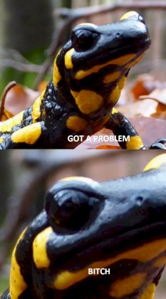 lwf_feuersalamander_2023_salamander.jpg