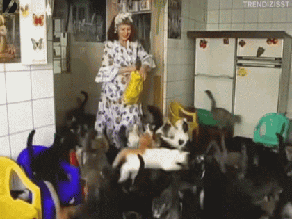 cats-feeding.gif