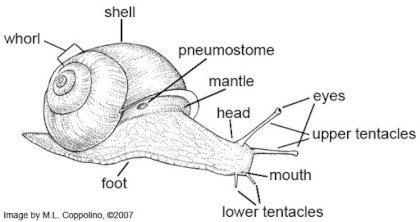 snail.jpg