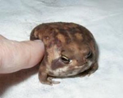 boop.jpeg