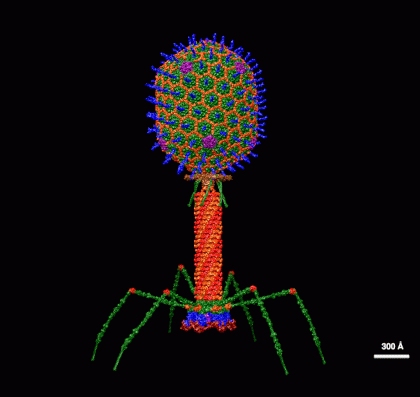 T4_Bacteriophage.gif
