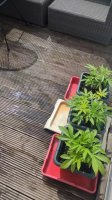VID-20240524-WA0018.mp4
