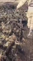 untitled.mp4