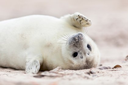 IN_Baby_Seals.jpeg