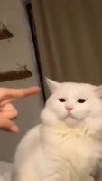 no_pet_kot.mp4