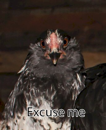 excuse_me_bird.jpg