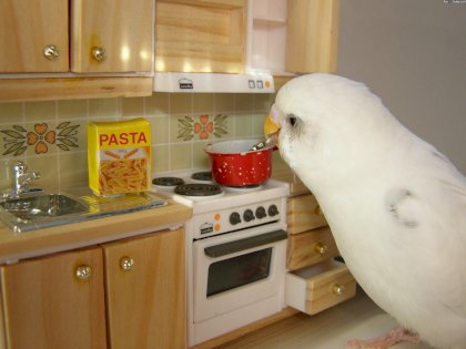 bird cook.jpg