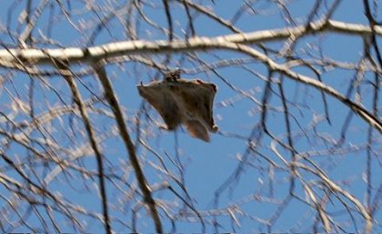 Flying_squirrel_in_a_tree.jpg