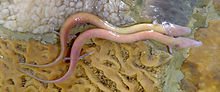 Proteus_anguinus_Postojnska_Jama_Slovenija.jpg