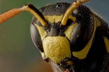 190508105847-01-polistes-dominula-european-paper-wasp-restricted.jpg