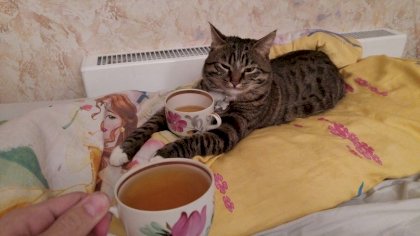 chai s kotom.jpeg