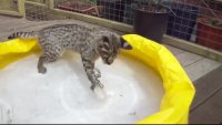 planschbeckensavannah.mp4