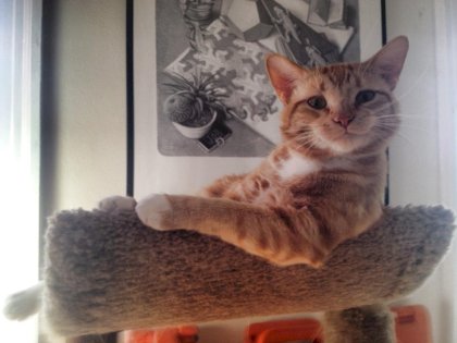 happy sitting cat.jpg