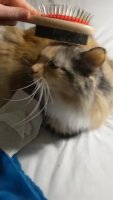 brushkot.webm