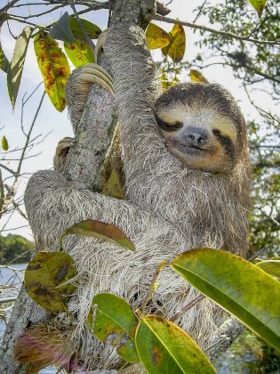 1200px-Bradypus.jpg