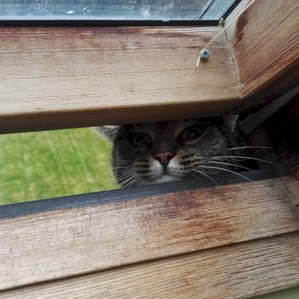 micio.jpeg