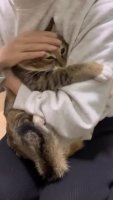traumatized_kot.webm