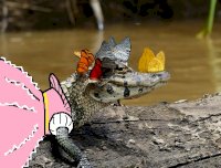 smug_croc_in_a_dress.jpg