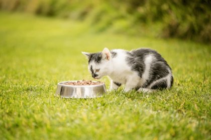cat eating.jpg