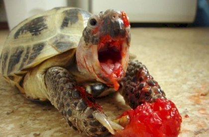 tortuga.jpg