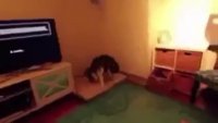 dog aivastus.mp4